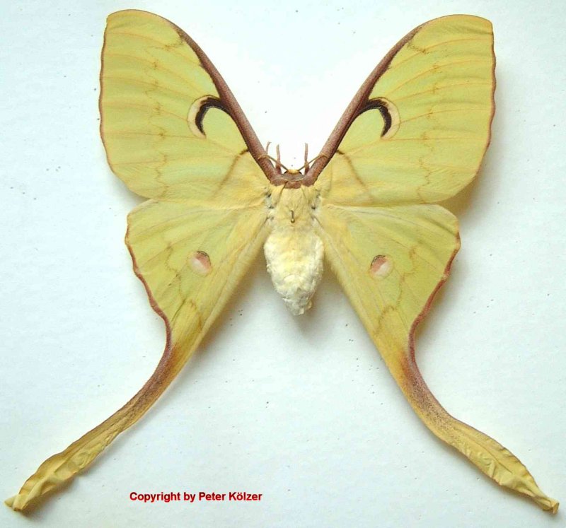 SATURNIIDAE World Homepage für den Saturniidenfreund